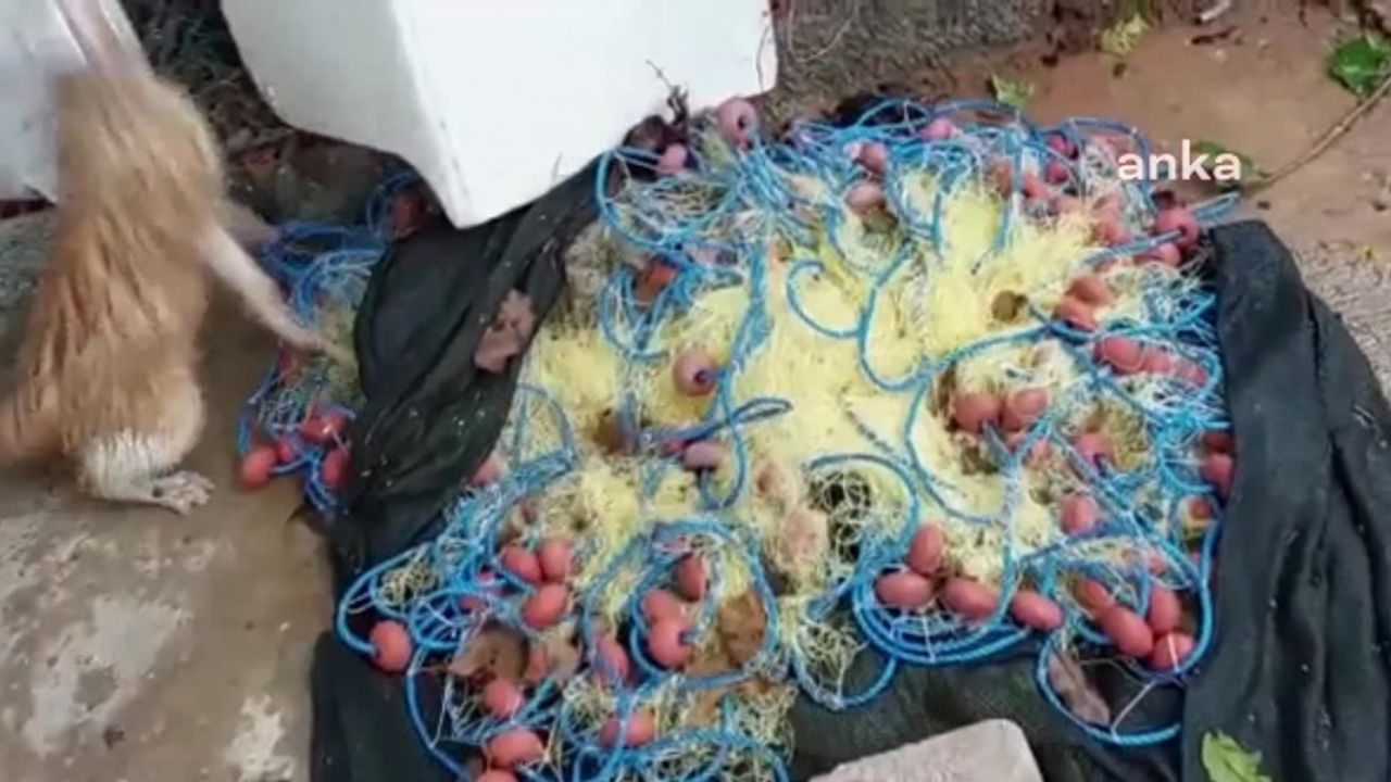 Kafasını Cam Kavanoza Sıkıştıran Kedi, 5 Saatte Kurtarıldı