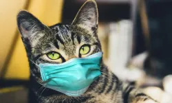 Ölümcül Kedi Virüsü Yayılıyor!
