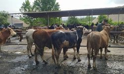Tokat’ta Şap Alarmı: Hayvan Pazarı Kapatıldı!