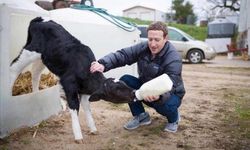 Zuckerberg, İneklerini Fındık ve Birayla Besliyor!