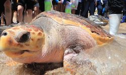 Kaplumbağa Eti Yiyen 9 Kişi Hayatını Kaybetti!