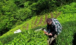 Rize Fındıklı'da çiftçi ve esnaf, çay fiyatını 23 Mayıs'ta yürüyüş ve kepenk kapatma eylemiyle protesto edecek
