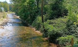 Akçakoca'da ağaç kesimine karşı eylem 