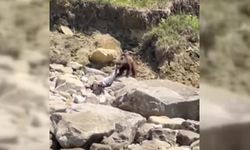 Sinop’ta bir ayı, ölü yunusu ormana taşırken görüntülendi