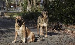 Köpek Toplamayan Belediye Başkanına Hapis Cezası!