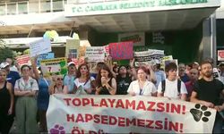 Başıboş sokak köpeklerinin toplatılmasına, hayvanseverlerden Ankara'da protesto