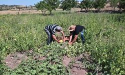 Yozgat’ın coğrafi işaretli bağrıbütün kavununun hasadı başladı