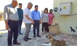 Kızıltepe'de tedavi gören sokak hayvanlarına ziyaret