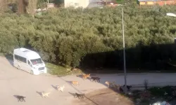 Mudanya'da başıboş köpeklerin 'sürü' tedirginliği!