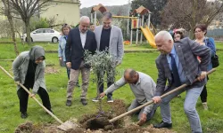 Kocaeli Gölcük'te orman haftasında zeytin ağaçları toprakla buluştu
