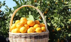 Tarım-ÜFE'de turunçgiller zirvede