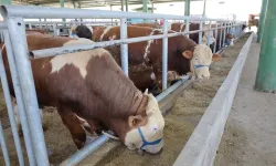 İzmit'teki hayvan pazarı bu yıl da ilgi gördü