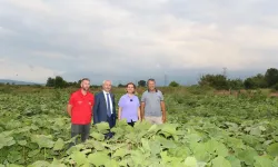 İzmit'ten balkabağı üretimine yerel destek