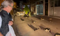 Düzce'de kendini kedilere adadı!