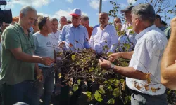 Sakarya’da fındık krizi uyarısı! Rekolte 449 bin tonun altında kalacak