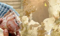 Çiftçilere müjde: 4,5 milyar TL destek hesaplarda