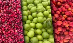 Tarım ÜFE aylık azaldı, yıllık arttı! En yüksek artış yumuşak ve sert çekirdekli meyvelerde