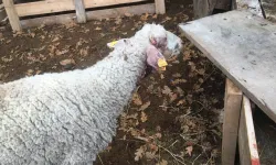 Bilecik Pazaryeri’nde çiftçiyi üzen olay!
