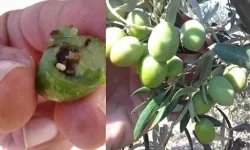 Bursa Mudanya'da zeytin üreticilerine takoz uyarısı