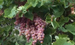 Kaş Margaz Üzümü artık tescilli