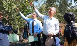 Manisa Soma’da zeytin hasadı şenliği