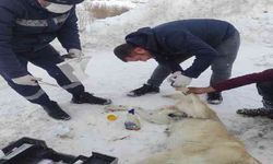 Elektrik telleriyle bağlanarak ölüme terk edilen köpekleri belediye ekipleri kurtardı