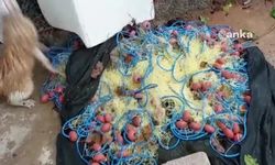 Kafasını Cam Kavanoza Sıkıştıran Kedi, 5 Saatte Kurtarıldı