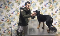 Şiddet gören köpeği Mersin polisi sahiplendi