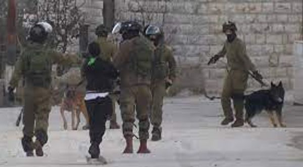 İsrail güçlerinden, teslim olan Filistinli gence köpekli saldırı