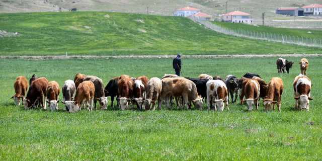 Ankara Büyükşehir'den Hayvancılık Yapan Çiftçilere SIVAT Desteği