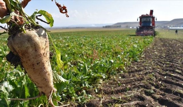 Tarım Ürünleri Üretici Fiyatları Yıllık Yüzde 52,6 Arttı!