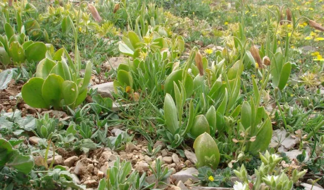 Mersin Anamur'da Yeni Bir Bitki Türü Keşfedildi!