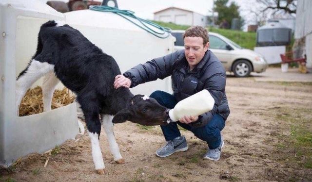 Zuckerberg, İneklerini Fındık ve Birayla Besliyor!