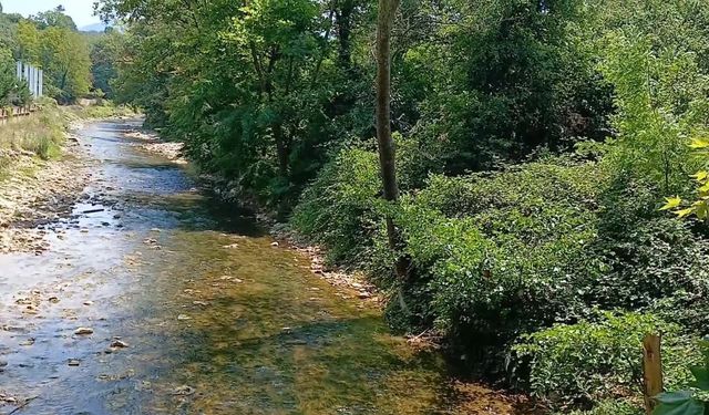 Akçakoca'da ağaç kesimine karşı eylem 