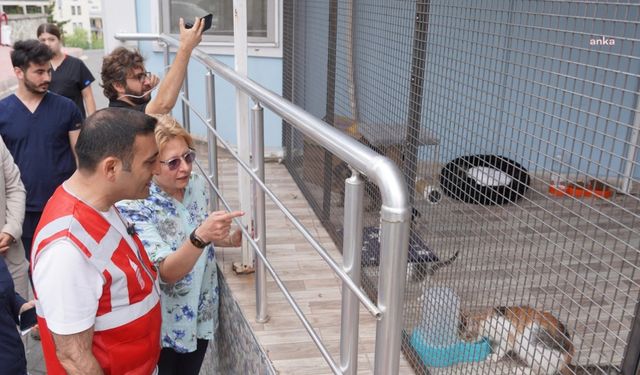 Beyoğlu Belediyesi, sokak hayvanları için bir kahve zinciri ile iş birliği protokolü imzaladı