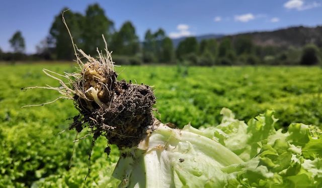 Bolu'da marul çiftçinin elinde kaldı 