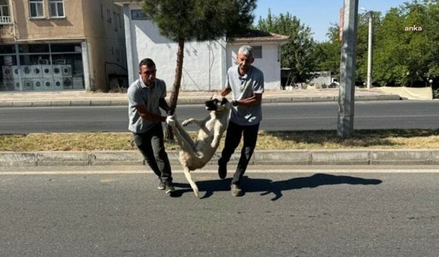 Diyarbakır’da tepki çeken köpek toplatma görüntüsü... Silvan Belediyesi özür diledi