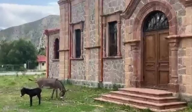 Erzurum'da tarihi eserler büyükbaş hayvanların bağlandığı mekanlara dönüştü