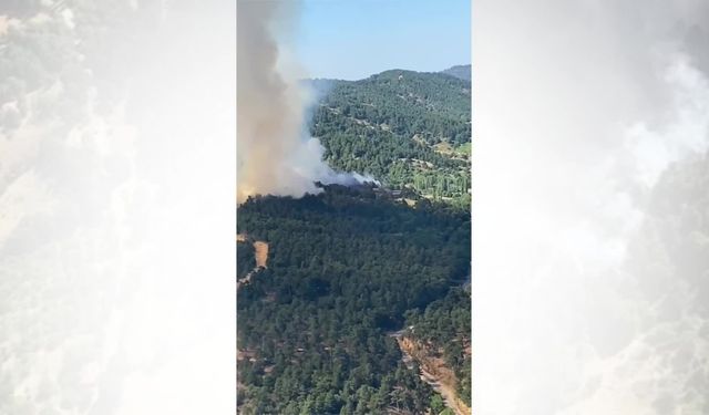 İzmir Ödemiş'te orman yangını 