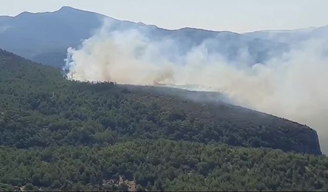 Muğla Milas'ta orman yangını