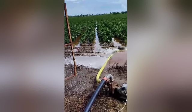 Samsun'da kuvvetli yağış, Bafra Ovası'ndaki tarım alanlarına zarar verdi...CHP Samsun İl Başkanı Özdağ: "Herhangi bir önlem alınmamış"