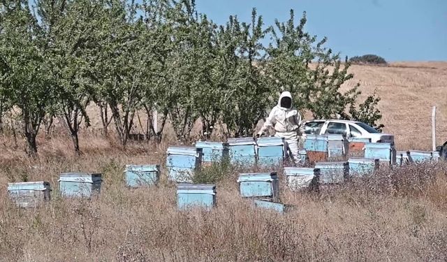 Yozgat'ta bal hasadına bu yıl erken başlandı