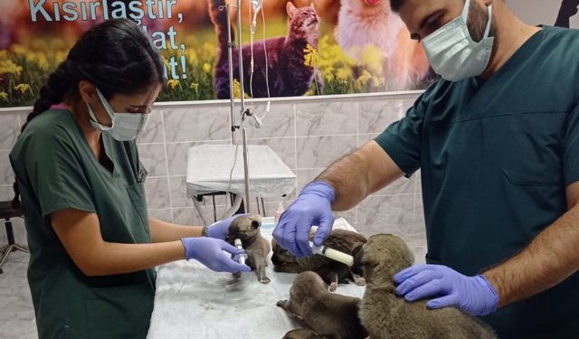 Belediyenin sağlık ekipleri yavru köpekleri sütle besledi