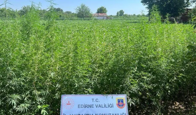 Edirne Jandarması'ndan 6 bin kök kenevir!