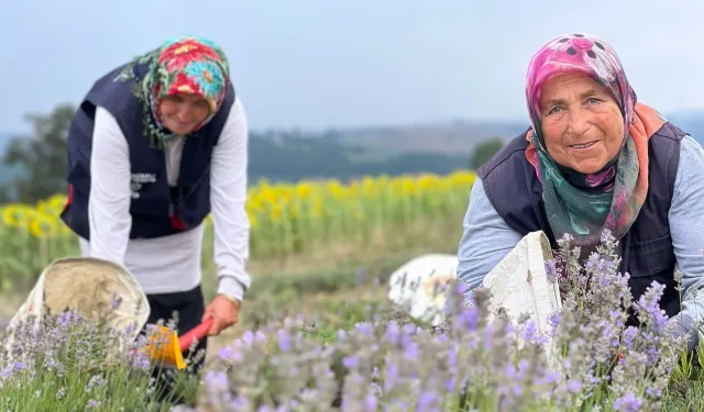 Kocaeli’de mor tarlalarda lavanta hasadı başladı