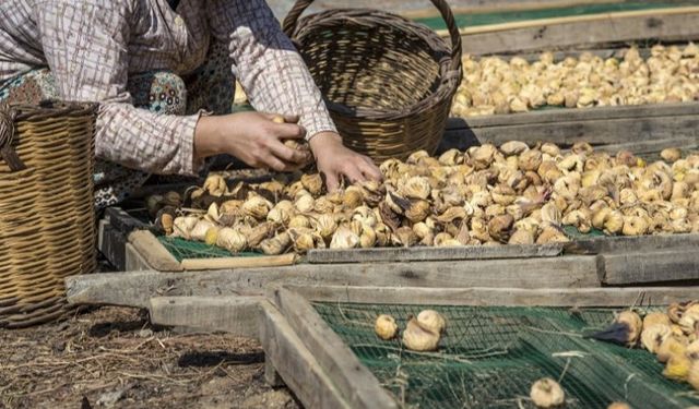 Kuru meyve ihracatında miktar düştü, döviz getirisi yükseldi