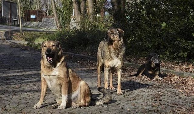 Köpek Toplamayan Belediye Başkanına Hapis Cezası!