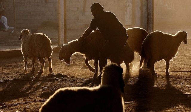 Hayvanlarda Ölümcül Mavi Dil Hastalığı Ortaya Çıktı!