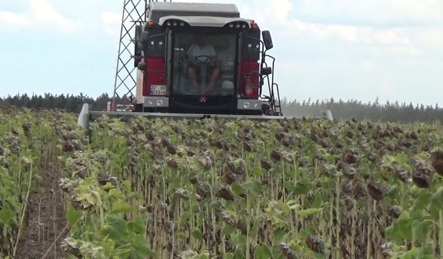 Ayçiçeği üreticileri kuraklıktan şikayetçi: “Bazı tarlalarda verim dekarda 40 kilograma kadar geriledi. Devletin bize sahip çıkması lazım”