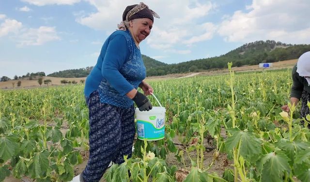 Bolu'da çiftçi, işçi maliyetleri yüksek olunca ürünlerini yarı fiyatına tarladan satışa başladı